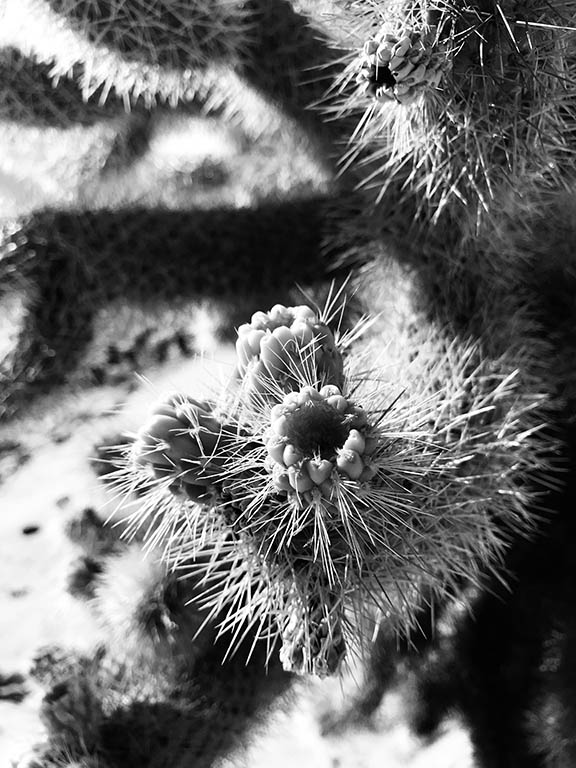 Cholla Cactus