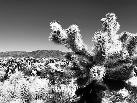 Cholla Cactus Garden