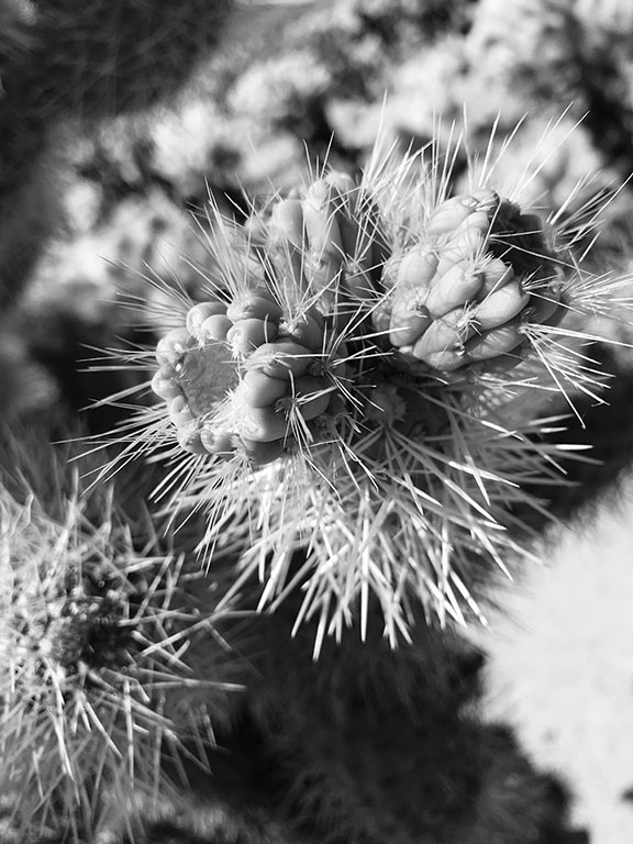 Cholla Cactus