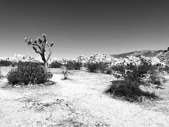 Joshua Tree National Park