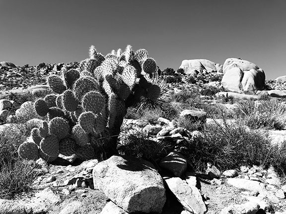 Joshua Tree National Park